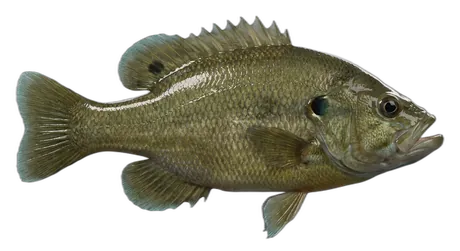 Green Sunfish