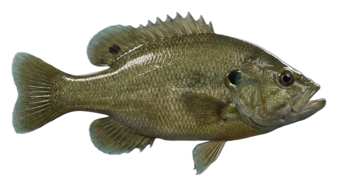 Green Sunfish
