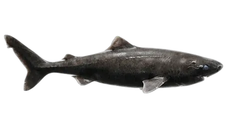 Greenland Shark