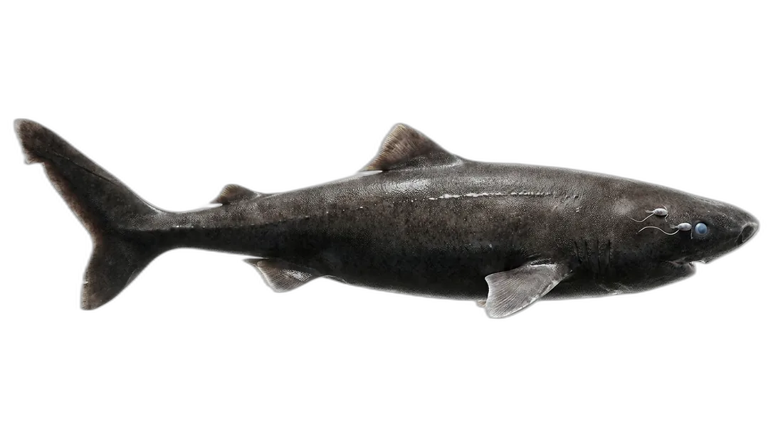 Greenland Shark