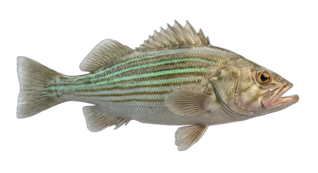 Greenstriped Rockfish