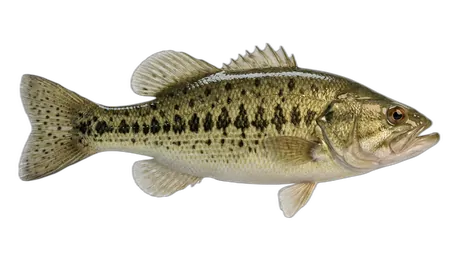 Guadalupe Bass