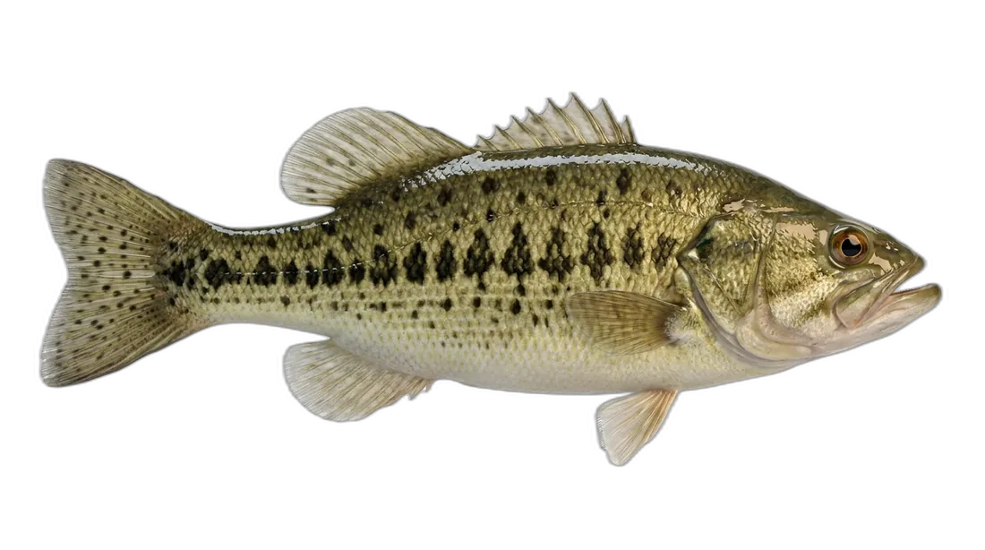 Guadalupe Bass