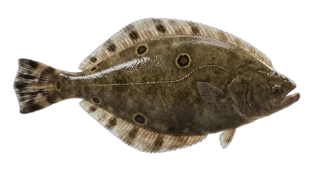 Gulf Flounder