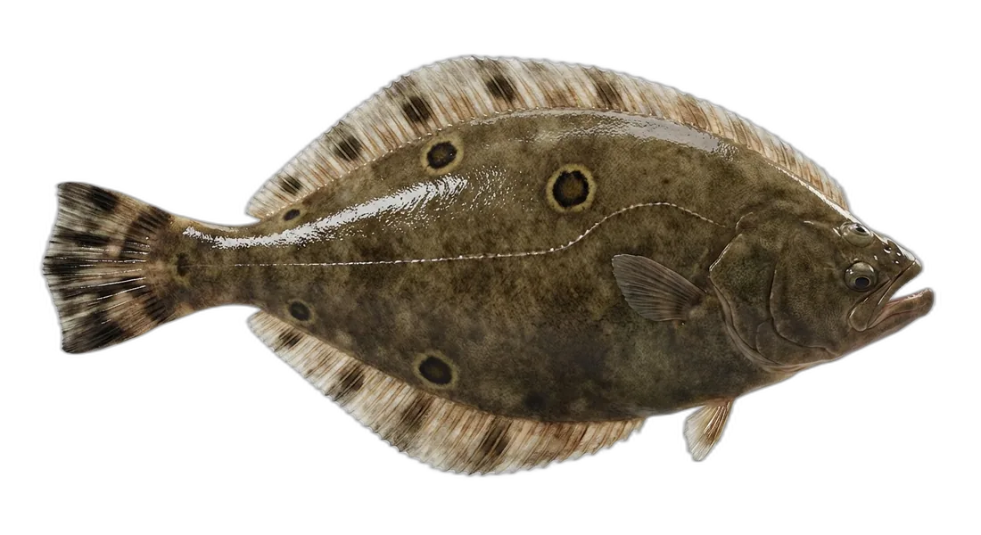 Gulf Flounder