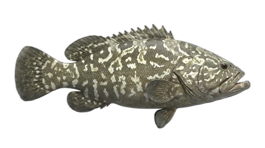Gulf Grouper
