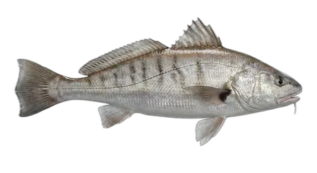 Gulf Kingcroaker