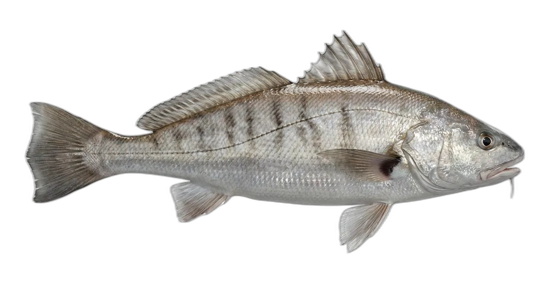Gulf Kingcroaker