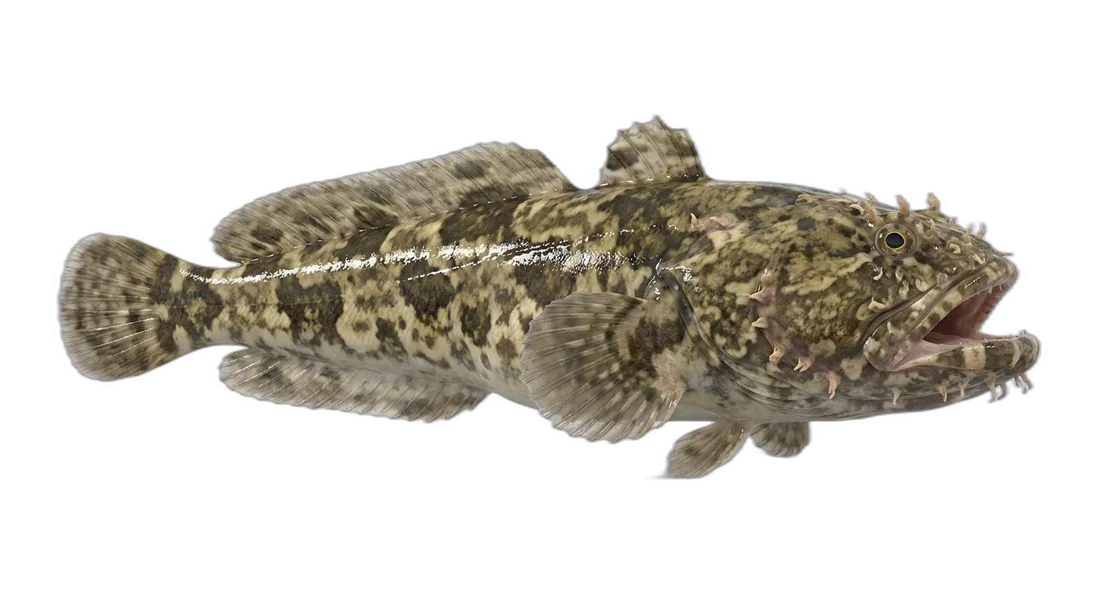Gulf Toadfish