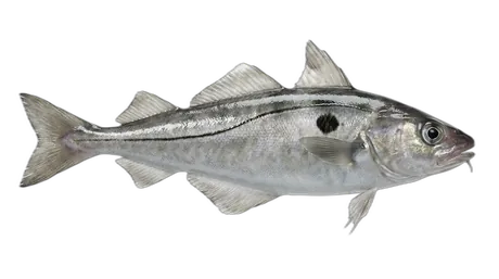 Haddock