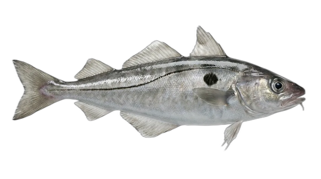 Haddock