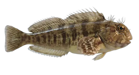 Hairy Blenny