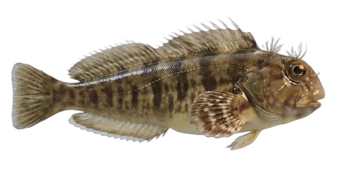 Hairy Blenny