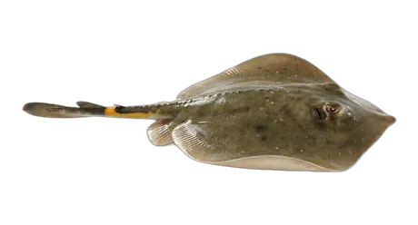 Haller's Round Ray