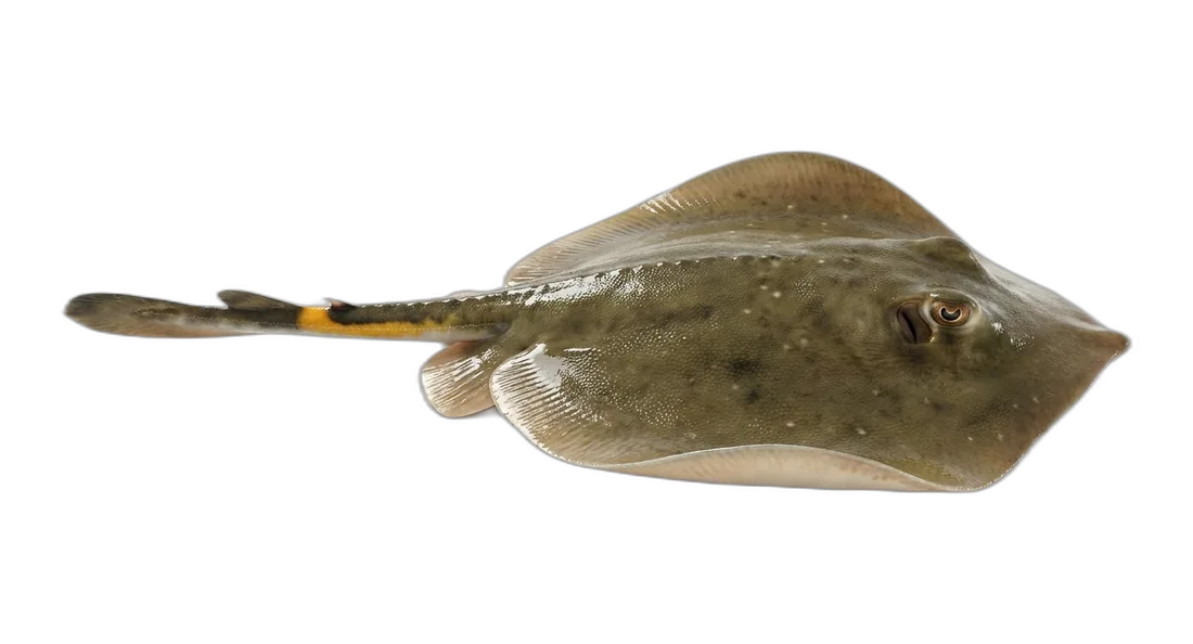 Haller's Round Ray