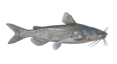 Hardhead Catfish