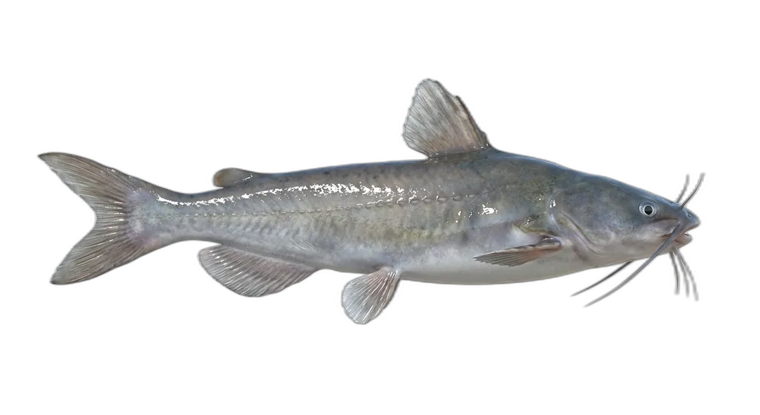 Hardhead Catfish