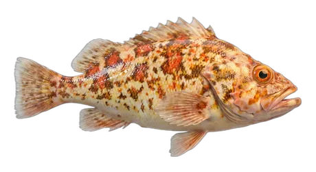 Harlequin Rockfish