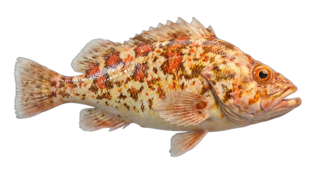 Harlequin Rockfish