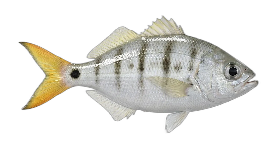 Hawaiian Flagtail