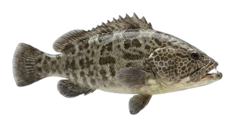 Hawaiian Grouper