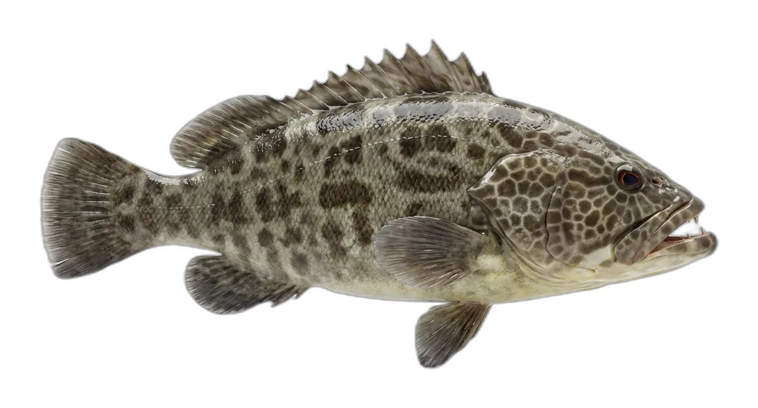 Hawaiian Grouper