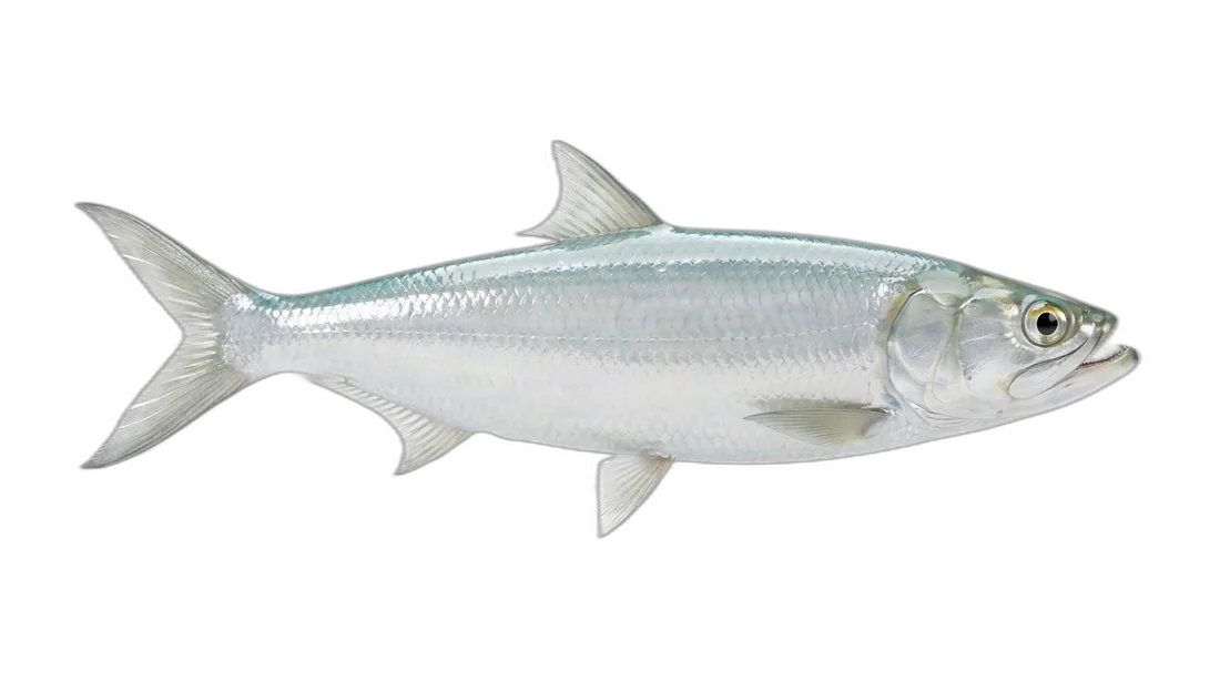 Hawaiian Ladyfish