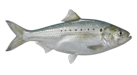 Hickory Shad