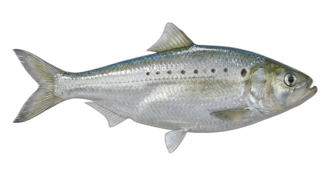 Hickory Shad