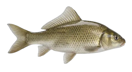Highfin Carpsucker