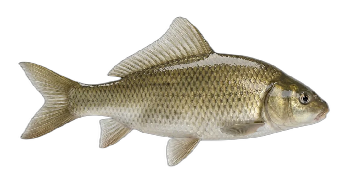 Highfin Carpsucker