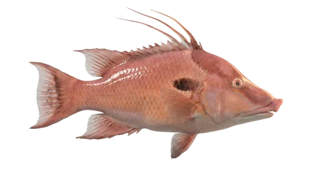 Hogfish