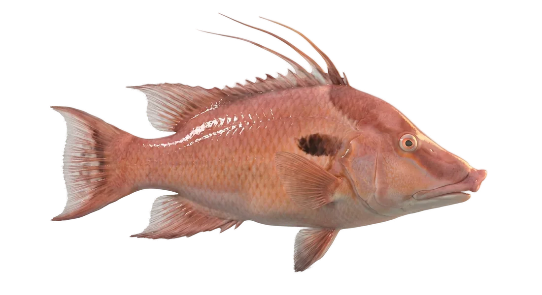 Hogfish