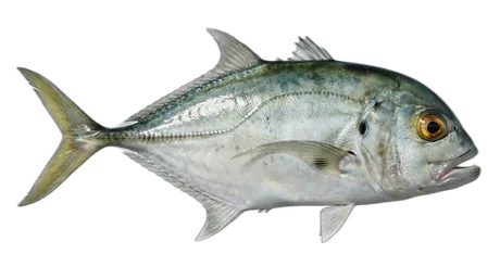 Horse-Eye Jack