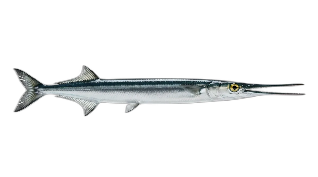 Hound Needlefish