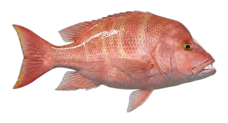 Humpback Red Snapper
