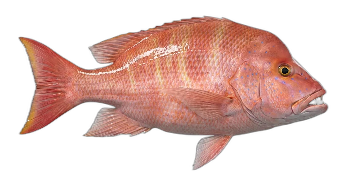 Humpback Red Snapper