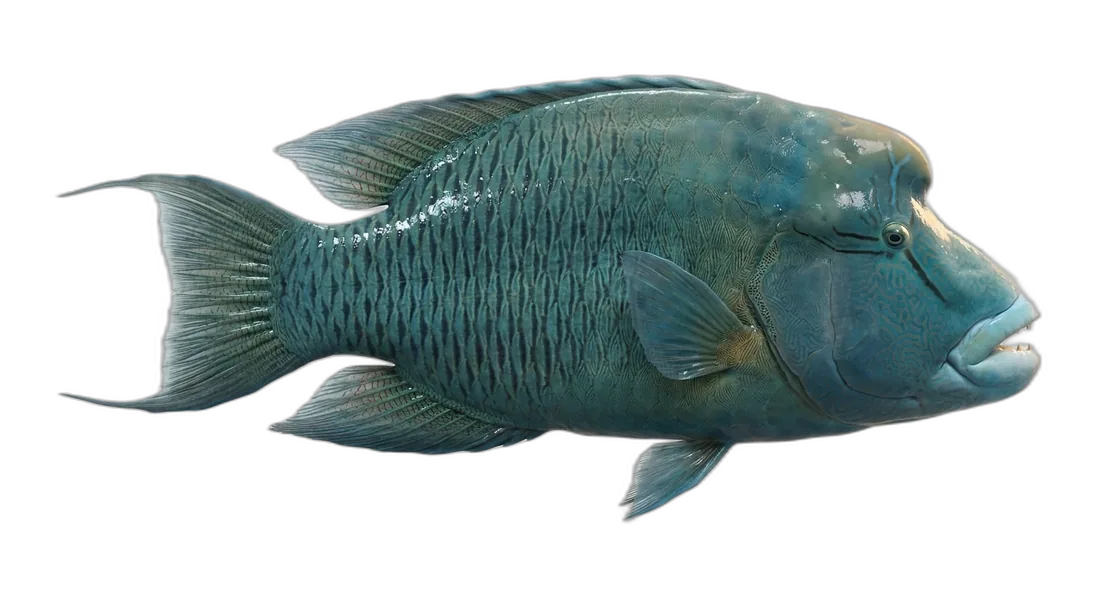 Humphead Wrasse