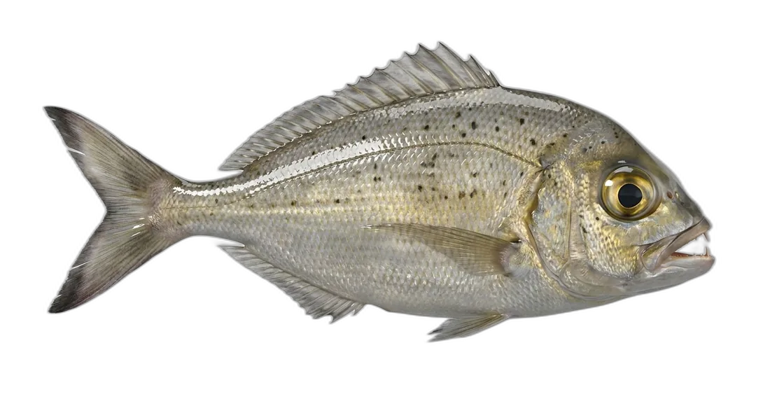 Humpnose Big-Eye Bream