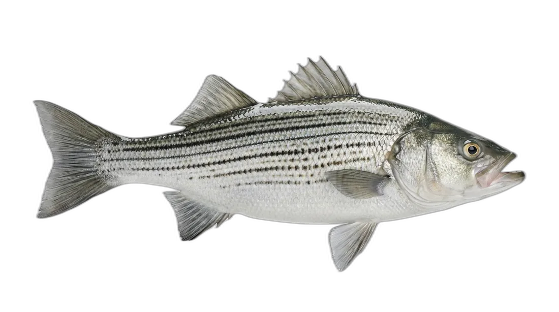 Hybrid Striped Bass