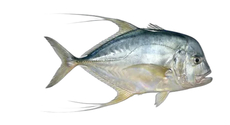 Indian Threadfish