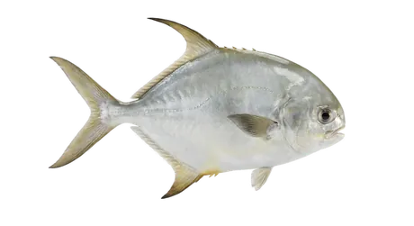 Indo-Pacific Permit