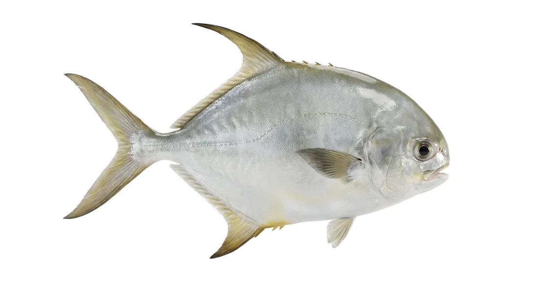 Indo-Pacific Permit