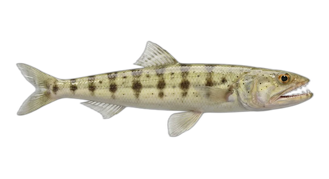 Inshore Lizardfish