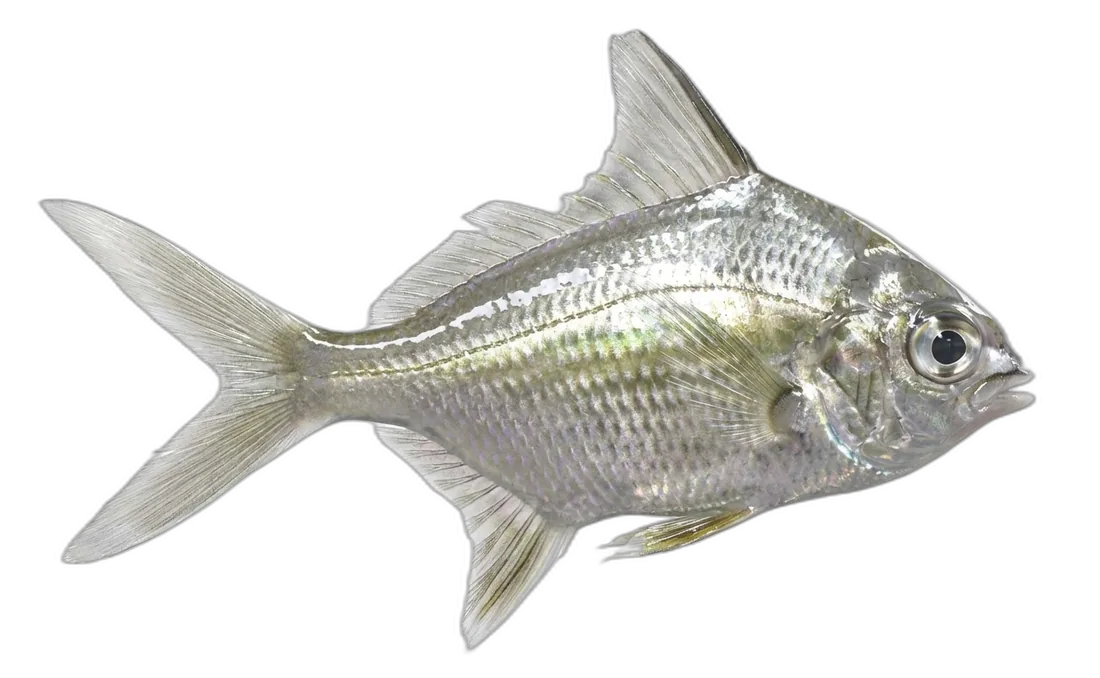 Irish Pompano