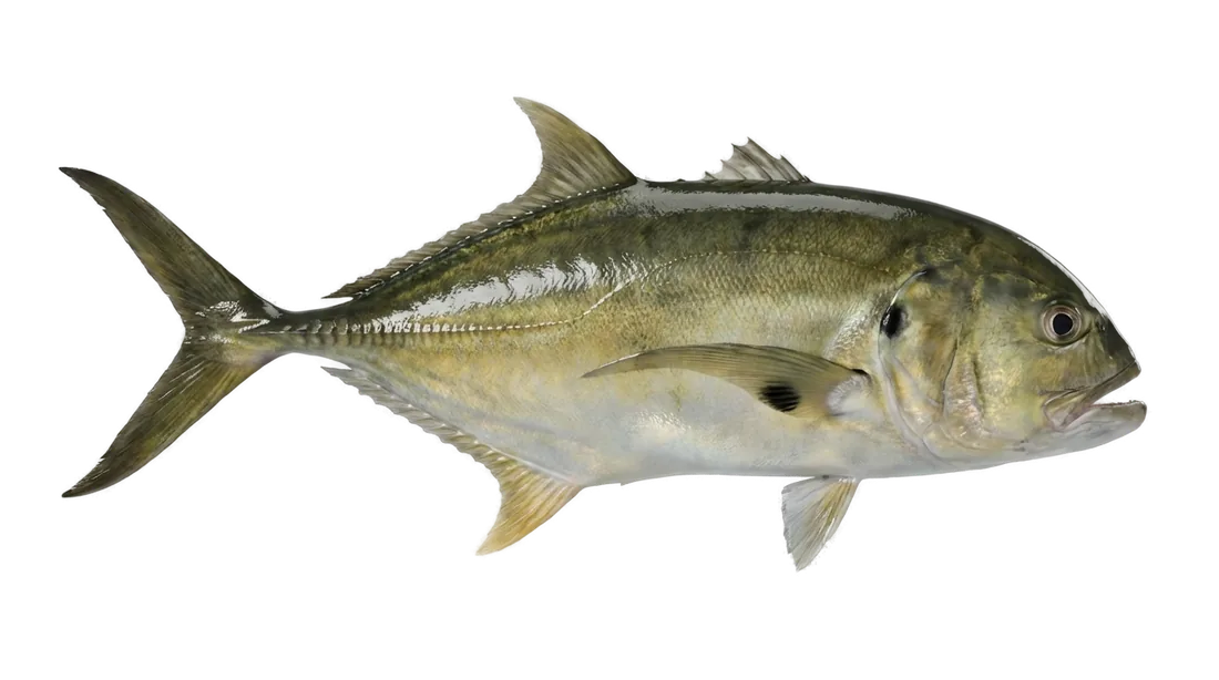 Jack Crevalle