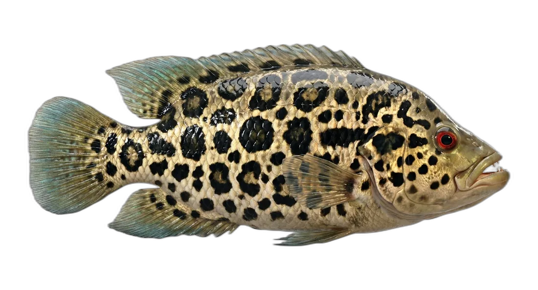 Jaguar Guapote