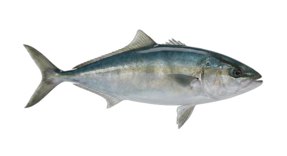 Japanese Amberjack