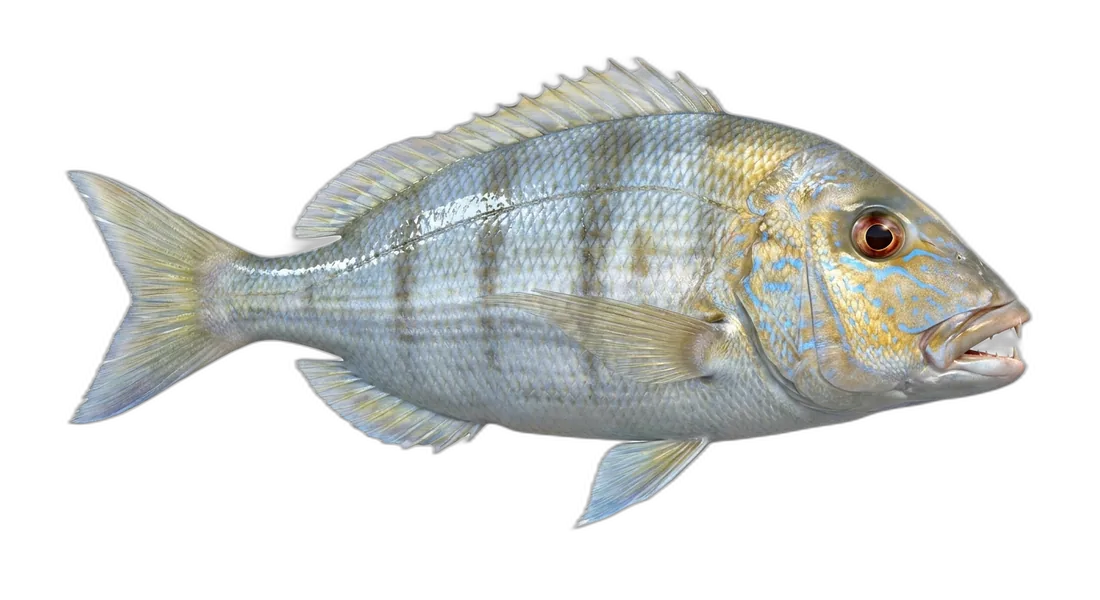 Jolthead Porgy