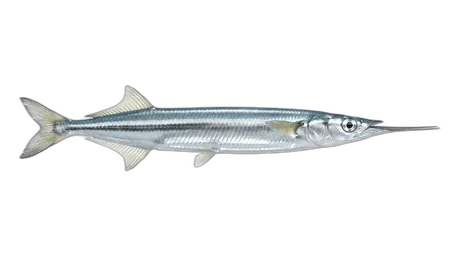 Keeled Needlefish
